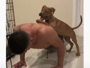 これ結構重いぞ? 腕立てのたびに負荷をかけてくる子犬