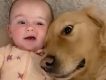 「dog」と言った赤ちゃんに大喜び！ 赤ちゃんのそばを離れない犬さんたち
