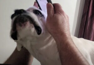 またスマホばっかり見てるでしょ！ 愛犬、ついに怒った。