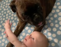 妹のお世話するの♡  赤ちゃんから離れようとしないワンコ