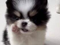 恐る恐るひと口…！初めての食べ物に夢中になる子犬が可愛すぎる