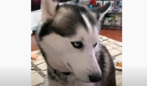 「そっちの方がおいしそうだなぁ…」お肉の取り分け方が不服なワンコ