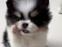 恐る恐るひと口…！初めての食べ物に夢中になる子犬が可愛すぎる