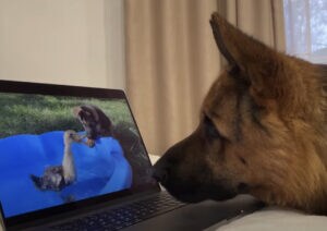 「これ昔のボクだぁ！」 自分のYouTubeを熱心にみる犬さん