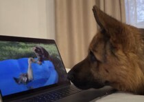 「これ昔のボクだぁ！」 自分のYouTubeを熱心にみる犬さん