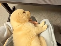 ふかふかベッドよりも膝の上がいい！ ねこちゃんスタイルで寝たい子犬さん