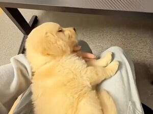 ふかふかベッドよりも膝の上がいい！ ねこちゃんスタイルで寝たい子犬さん