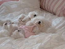 「寝てませんけど？」同時に飛び起きる犬さんたちが面白かわいい