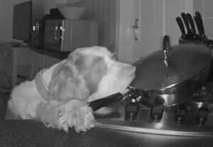 朝起きたらキッチンがめちゃくちゃに!荒らされている理由はこれだった…