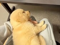 ふかふかベッドよりも膝の上がいい！ ねこちゃんスタイルで寝たい子犬さん