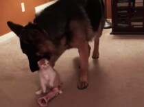 ちょっと過保護なワンコ、子猫が見えないところにいると心配で…