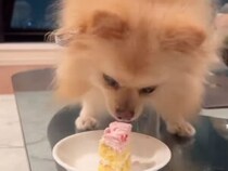 犬用ケーキを見つめるポメラニアン「食べようとしない」理由が可愛すぎる