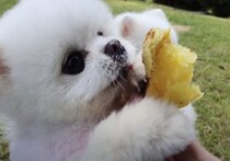 犬って「焼き芋」が好きなの？炭だらけになっても欲しがるワンコ