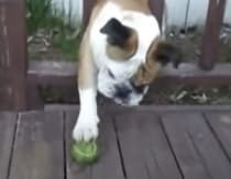 大事なことに気付かないワンコ…、目の前のモノに夢中になりすぎ！