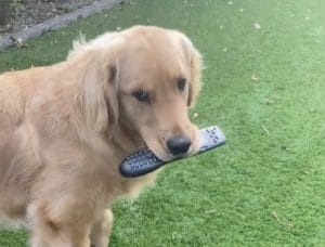 これが無いと困るだろぅ？ リモコンを強奪する犬さん