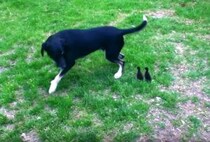 ピヨピヨついてくる〜！お母さんだと間違われた犬さん