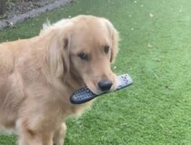 これが無いと困るだろぅ？ リモコンを強奪する犬さん