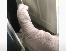 静かにしていると思ったら… 愛犬がこっそり飼い主のセーターを試着！