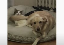 猫「ちょ… そのシッポ当たってるから！」友達犬の尻尾フリフリ攻撃！