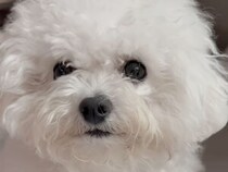 モコモコ犬と向かい合う飼い主　そのすぐ横で起きていた“予想外のこと”