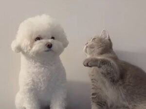 猫が犬にちょっかい→軽く怒られて“やられたフリ”が見事すぎる