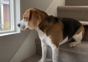 人間観察が大好き！窓からヒトを見守るのが日課の犬さん。