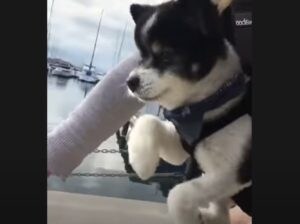 フォームはバッチリ！自転車を走らせているつもりの子犬さん