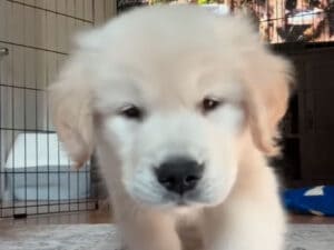 「これなに？」レンズを見つめてとことこ接近する子犬がたまらない