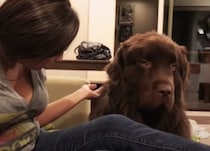 犬「むぅ〜(怒)」飼い主が謝るまで許してあげない！