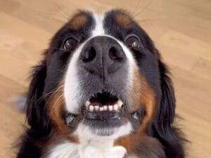 今年の衣装は何にするのか愛犬に聞いてみたら→ハロウィンを楽しむ大型犬の笑顔が眩しい