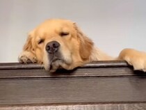 静かな毎日が一変！ 子犬がやってきたら笑顔が増えたゴールデンレトリバーさん