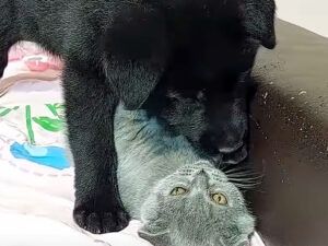 ぐいぐい来る子犬にタジタジ… でもちょっと気になる子猫さん