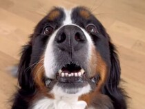 今年の衣装は何にするのか愛犬に聞いてみたら→ハロウィンを楽しむ大型犬の笑顔が眩しい