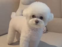 犬「行けないの…？」お散歩中止を聞いた瞬間、即しょんぼりするリアクションが可愛い