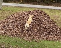 秋が来たらこれでしょ！ 落ち葉の海に飛び込む犬さん