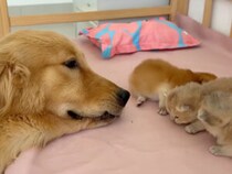 母猫さんの代わりに“子守り役”を担当！ 犬さんの優しさに感動の声続々