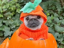 ハロウィンの女王！かぼちゃ衣装が似合いすぎるパグさん