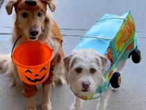 おやつを断られた犬たちが考えた、ハロウィンのいたずら計画！