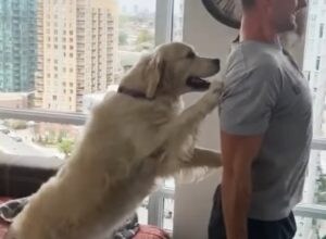 犬「もっと背筋伸ばしてね〜」頼りになるワンコトレーナー！