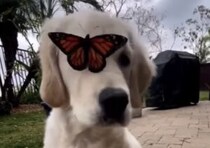 飾り… じゃなくて本物だよ！ 蝶々に好かれて困惑する子犬さん