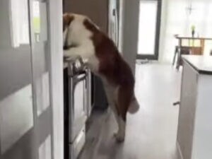 あれ？ キッチンに誰か立ってる？ 近づいてみたら愛犬が…