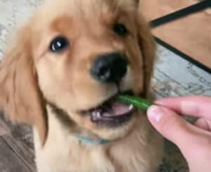 好き嫌いなんてしないよ？ なんでもモグモグする可愛い子犬さん♡