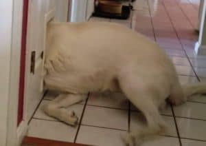 無理でしょ!? 猫ドアに挑戦するワンコの“まさかの結末”