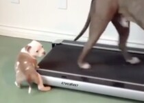 よいしょ、よいしょ♪ さりげなく運動の手伝いをする子犬が可愛すぎ！