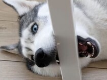 「この噛み心地がたまらんっ」なぜかテーブルを噛みたがる犬さん