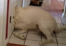 無理でしょ!? 猫ドアに挑戦するワンコの“まさかの結末”