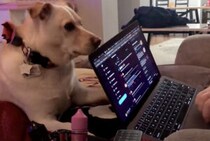 もうお仕事終わっていい時間じゃない!? 愛犬がパソコンを強制終了(笑)