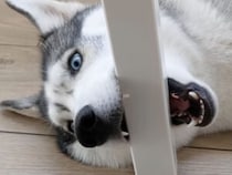 「この噛み心地がたまらんっ」なぜかテーブルを噛みたがる犬さん