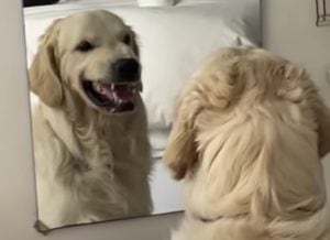 鏡を見てニカッ！笑顔の練習をする犬さんが可愛い