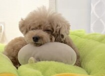 眠気に抗う可愛い犬さん。睡魔になんか負けないぞ！